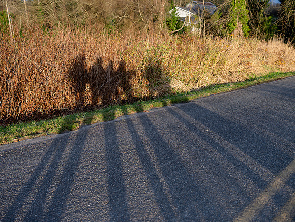 20241129-DZ6_2743